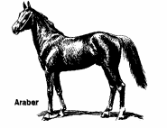 Pferd1